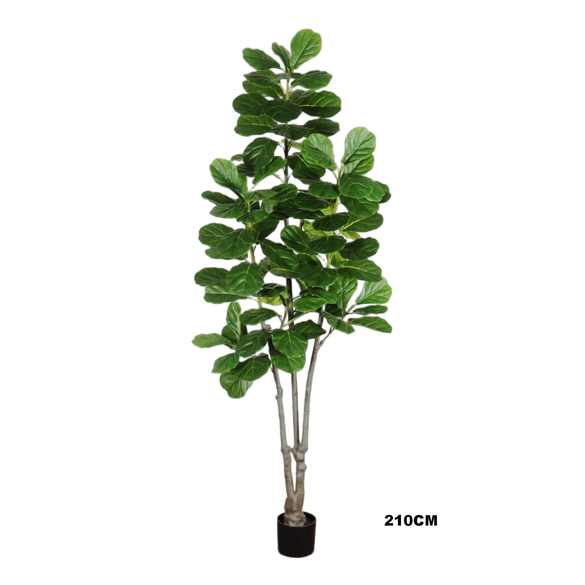 Fiddle-leaf Fig(3.0）